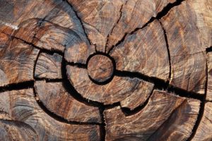 surinam-holz
